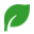Leaf-Icon-2